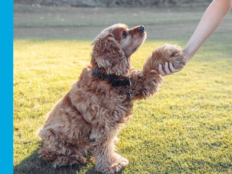 A medium sized golden and brown curly haired dog looking at a person outside of the frame and shaking their paw with the person's hand