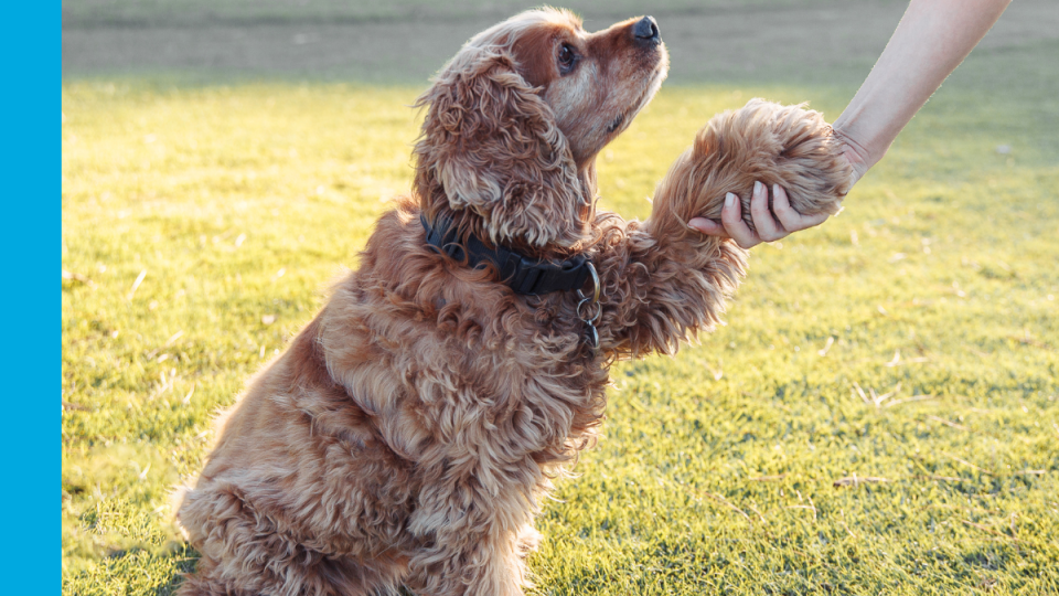 A medium sized golden and brown curly haired dog looking at a person outside of the frame and shaking their paw with the person's hand